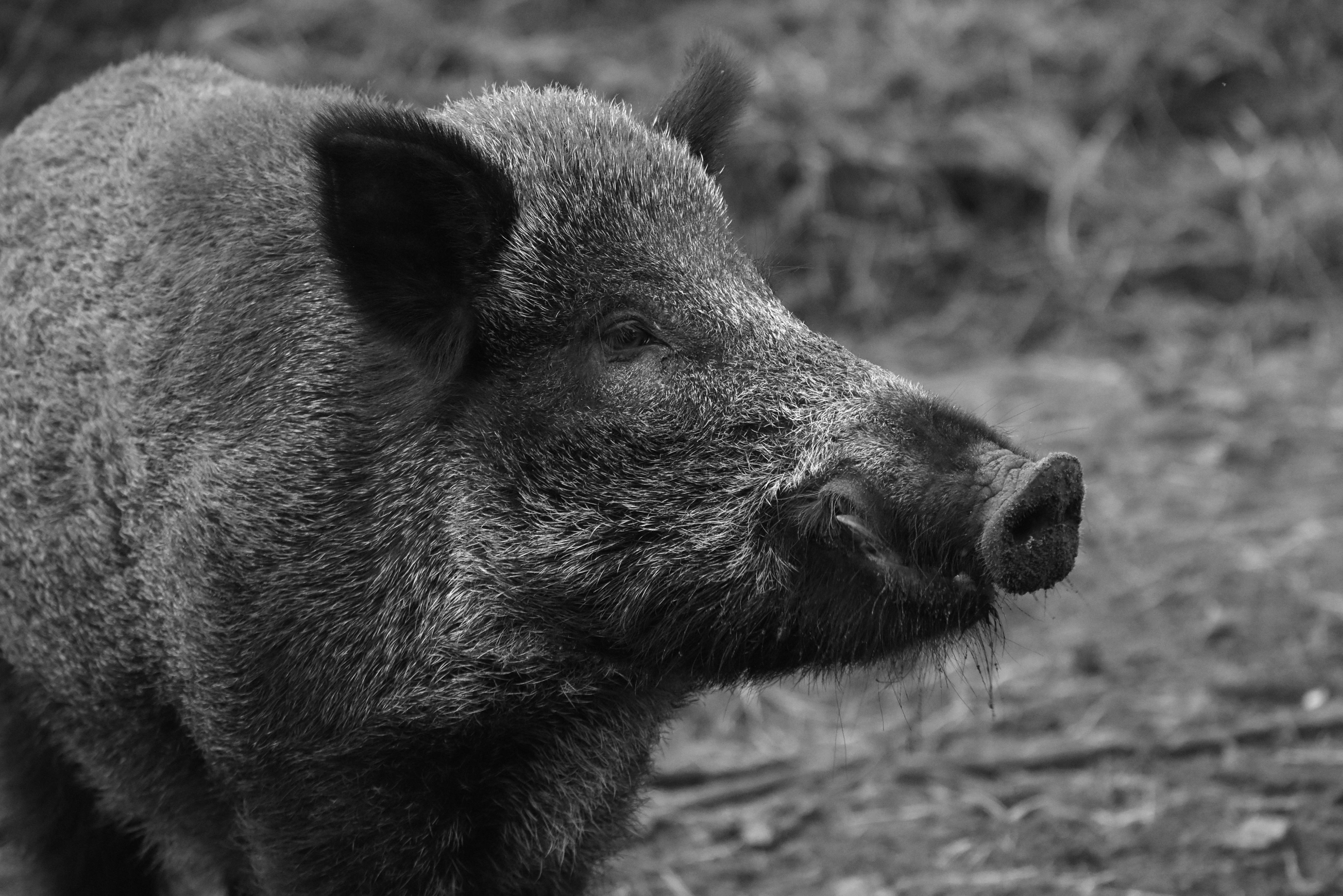 Regels schieten op grofwild