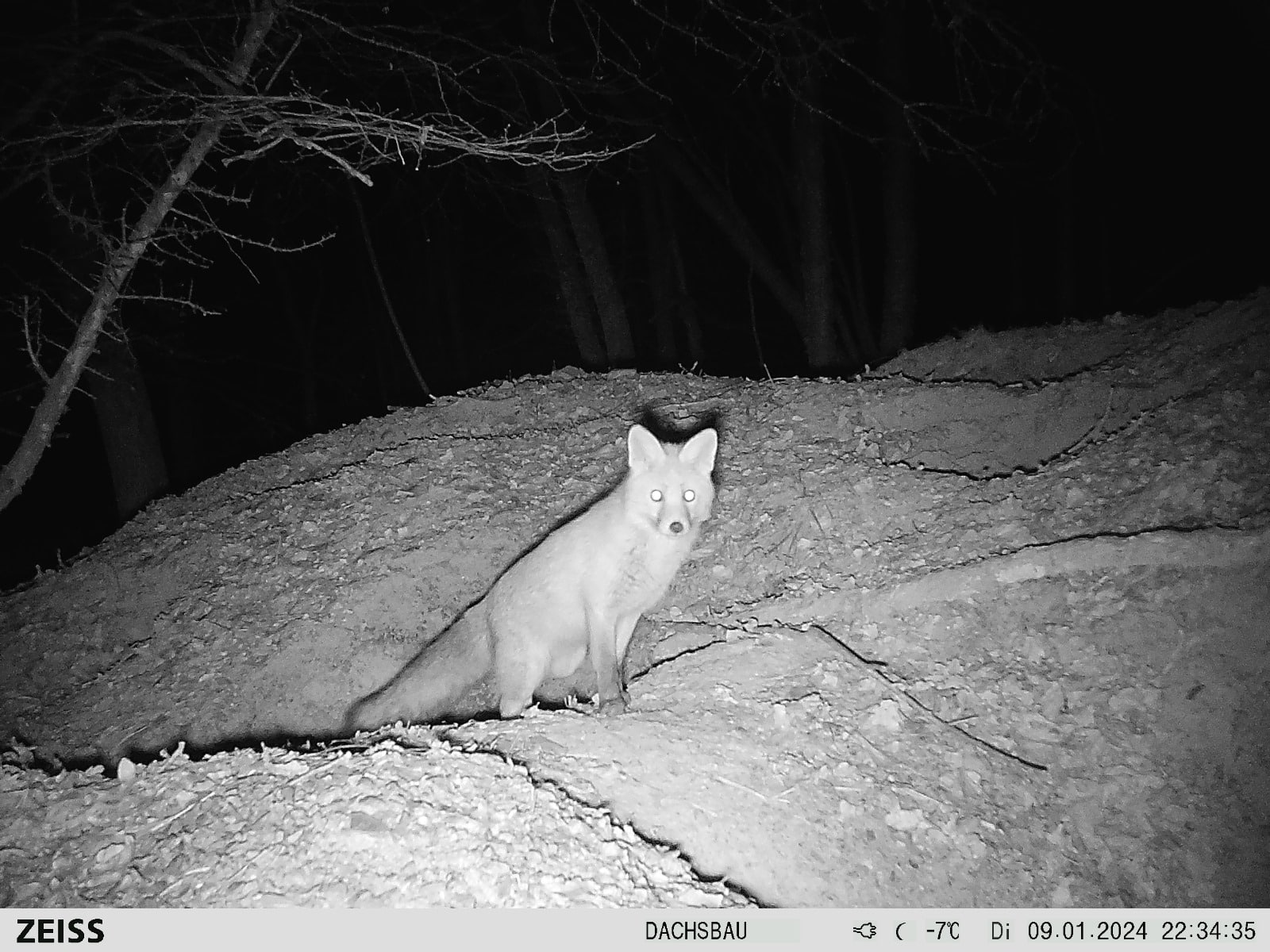 ZEISS Secacam 7 wildcamera | Te verkrijgen bij Jachtloods!