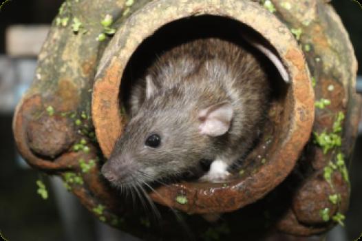 Mag je ratten schieten met luchtbuks?